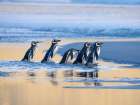 Magellanic Penguin walking to the sea at sunrise. Falkland Islands, Saunders Island. Art Print